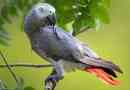 Parrot jaco